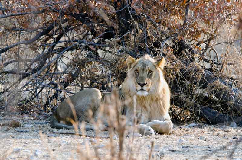 León - parque nacional de Etosha - Namibia 07.jpg